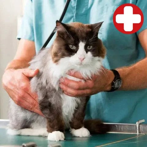 🔥Last Day Promotion - 50% OFF🎁CatCare SPA Brush