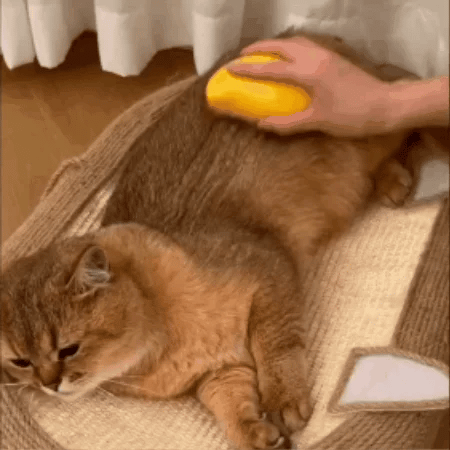 🔥Last Day Promotion - 50% OFF🎁CatCare SPA Brush