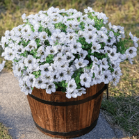 6 Bundles of White / 126 flowers