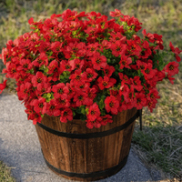 6 Bundles of Red / 126 flowers
