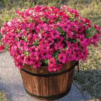 6 Bundles of Rose Red / 126 flowers