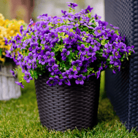 6 Bundles of Deep Purple / 126 flowers